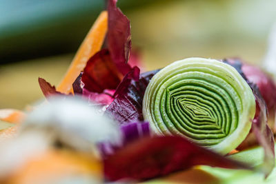 Close-up of spiral plant