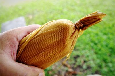 Close-up of hand holding leaf