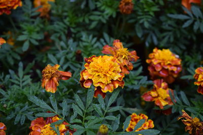 Close-up of orange marigold flowers