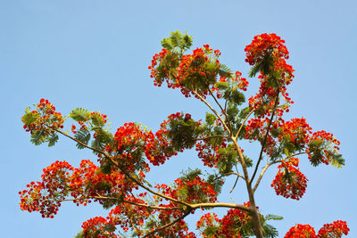 Low angle view of flowering plant against clear sky