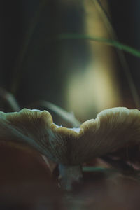 Close-up of mushroom growing on land