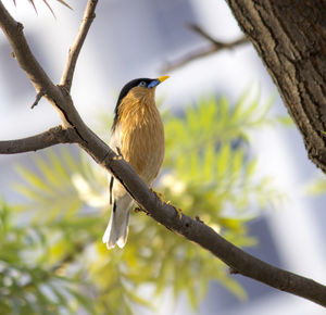 Bird perching on a tree straight head