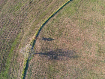 High angle view of plant on field