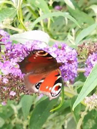 Close-up of butterfly pollinating on purple flower