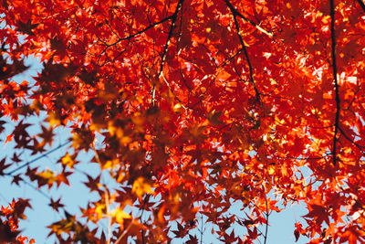 Low angle view of maple tree