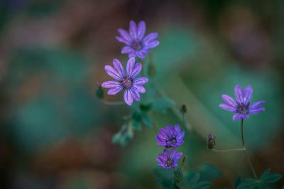 flowering plant