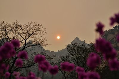 Close-up of flower tree against sky at sunset