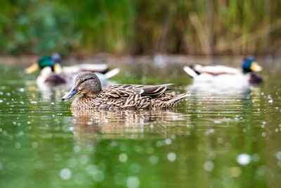 Ducks in a lake