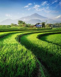 Scenic view of rice field against sky