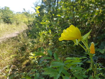 Close-up of yellow flowers