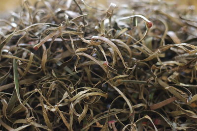 Close-up of dried plant on field