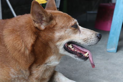 Close-up of a dog looking away