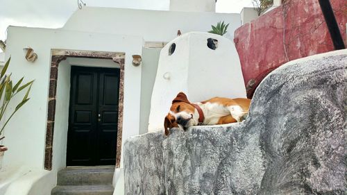 View of a dog on the wall of a building