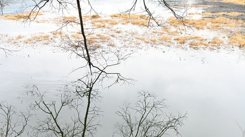 Bare tree by lake against sky