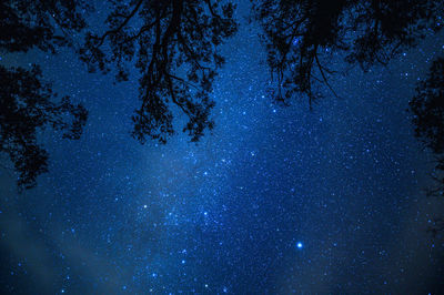 Low angle view of trees against sky at night