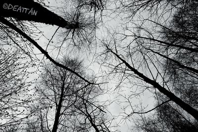 Low angle view of bird on branch against sky