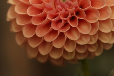 Close-up of dahlia