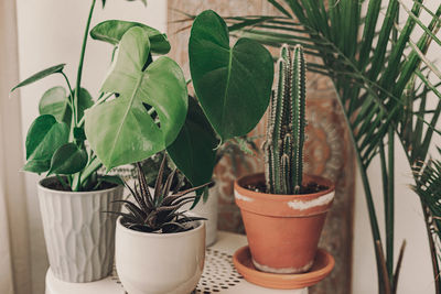 Close-up of green plant against wall