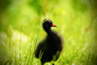Close-up of bird on field