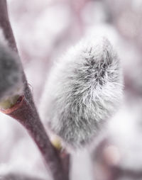 Close-up of flower buds