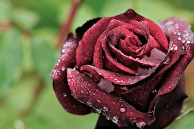 Close-up of red rose blooming outdoors