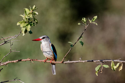 Bird perching on a branch