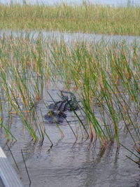 Alligator swimming in wetland