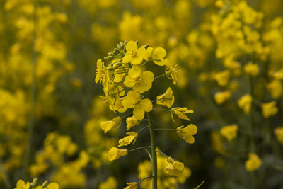 Close up rape field 