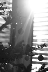 Low angle view of christmas tree