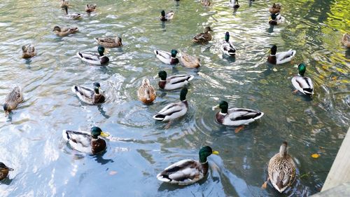 High angle view of birds swimming in lake