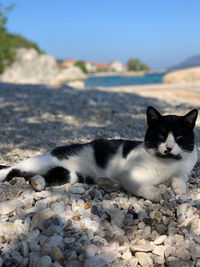 Portrait of cat relaxing on pebbles