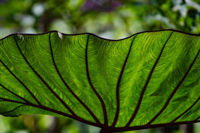 Close-up of palm tree leaves