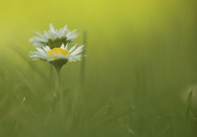 Close-up of yellow flowers