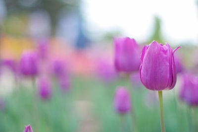 Close-up of pink crocus blooming outdoors