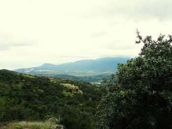 Trees on landscape against sky