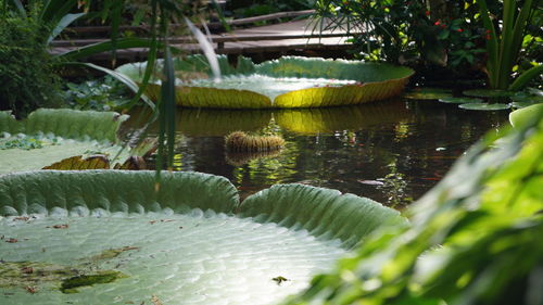 Close-up of lotus water lily