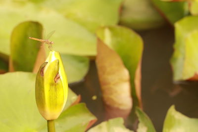 Close-up of insect on plant