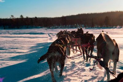 View of dog on snow covered land