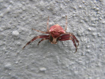 Close-up of red crab