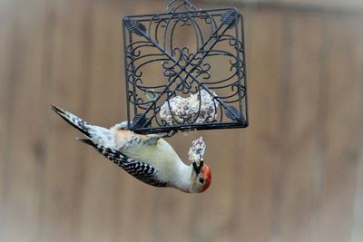Close-up of bird perching on feeder