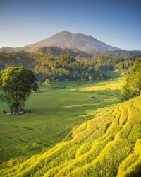 Rice terraces, bantaragung, majalengka