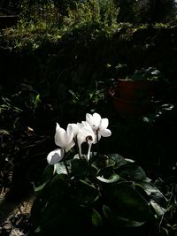 Close-up of white flowers growing on tree