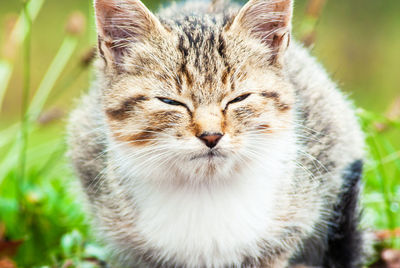 Close-up portrait of a cat