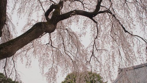 Low angle view of bare trees