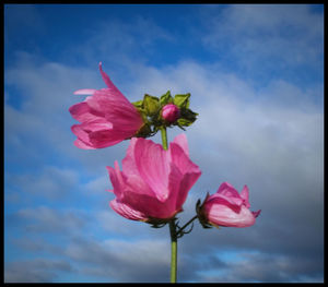 Low angle view of pink flowers against cloudy sky