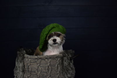 Portrait of dog against black background