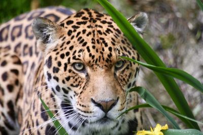 Close-up portrait of tiger