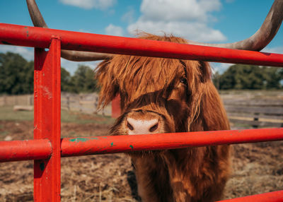 Highland cattle at ranch