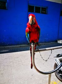 Red bird perching on blue looking away