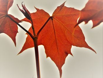 Close-up of orange maple leaves